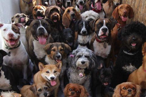 Abril Laranja: Cãominhada do bem-estar animal acontece em Manaus nesta sexta-feira (26)
