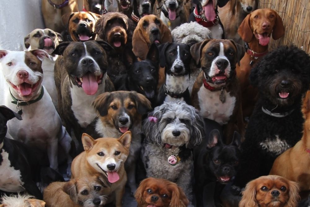 Abril Laranja: C&atilde;ominhada do bem-estar animal acontece em Manaus nesta sexta-feira (26)