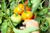 Estudo avalia riscos ambientais do uso de agrotóxicos na horticultura do Amazonas