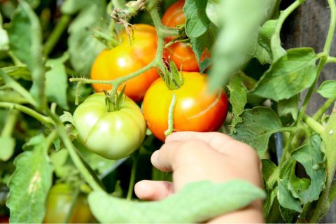Estudo avalia riscos ambientais do uso de agrotóxicos na horticultura do Amazonas