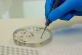 Dengue: Brasil registra 6,1 milhões de casos e 4,2 mil mortes em seis meses