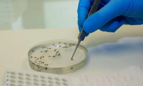 Dengue: Brasil registra 6,1 milhões de casos e 4,2 mil mortes em seis meses