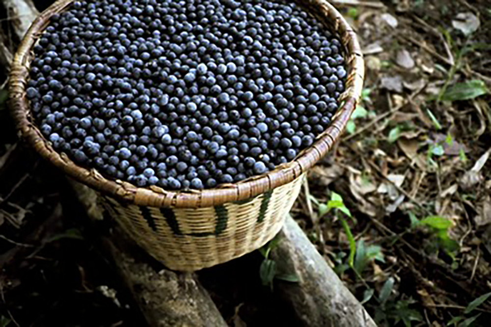 Projetos impulsionam cadeia do açaí e empreendedorismo indígena na Amazônia Projetos impulsionam cadeia do açaí e empreendedorismo indígena na Amazônia