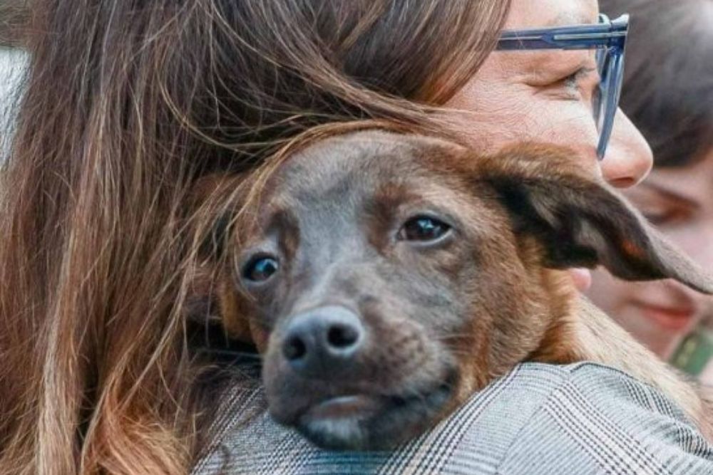 Janja adota cachorrinha resgatada durante enchente no RS