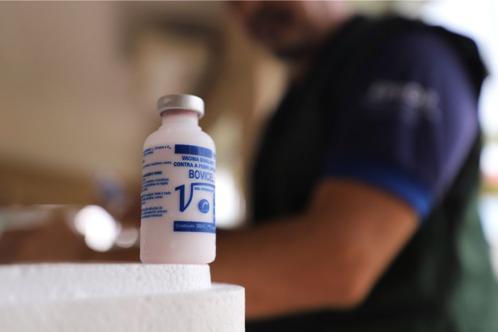 Notificação da vacinação contra Febre Aftosa entra em contagem regressiva no Amazonas Notificação da vacinação contra Febre Aftosa entra em contagem regressiva no Amazonas