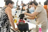 Castramóvel supera meta de castrações com mais de 6 mil procedimentos realizados em três meses