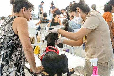 Castramóvel supera meta de castrações com mais de 6 mil procedimentos realizados em três meses