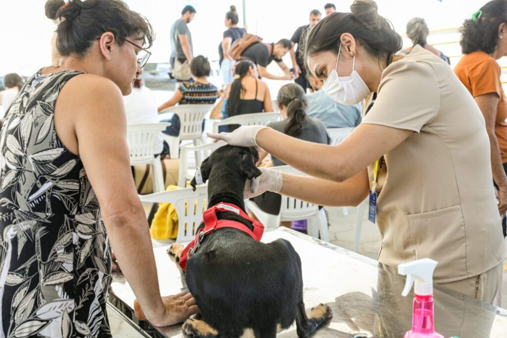 Castramóvel supera meta de castrações com mais de 6 mil procedimentos realizados em três meses Castramóvel supera meta de castrações com mais de 6 mil procedimentos realizados em três meses