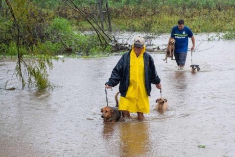 Mais de 10 mil animais já foram resgatados das enchentes do RS