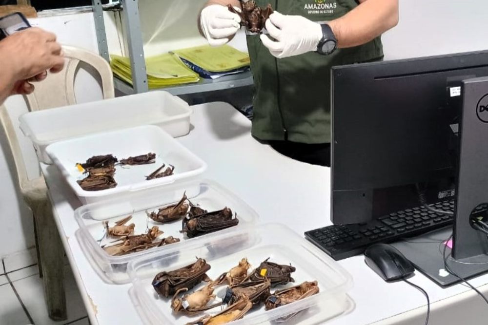 Prevenção à raiva: Ação para controle de morcegos é realizada em área indígena de São Gabriel da Cachoeira Prevenção à raiva: Ação para controle de morcegos é realizada em área indígena de São Gabriel da Cachoeira