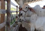 Pecuaristas de 13 municípios do Amazonas devem ficar atentos para atualização cadastral de seus animais
