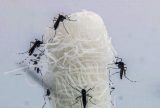 Brasil registra 21 óbitos por dengue em 2025