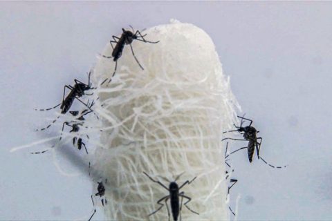 Brasil registra 21 óbitos por dengue em 2025