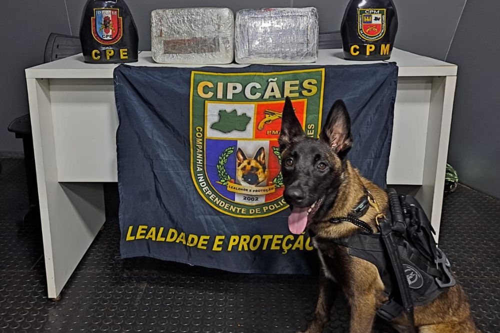 Cães da narcóticos auxiliaram na apreensão de mais de meia tonelada de drogas no Amazonas Cães da narcóticos auxiliaram na apreensão de mais de meia tonelada de drogas no Amazonas