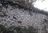 Empresas são multadas em mais de R$ 1 milhão por poluir lago em Manaus