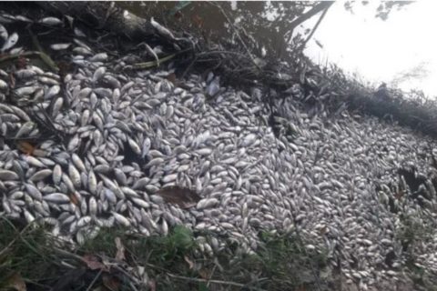 Empresas são multadas em mais de R$ 1 milhão por poluir lago em Manaus