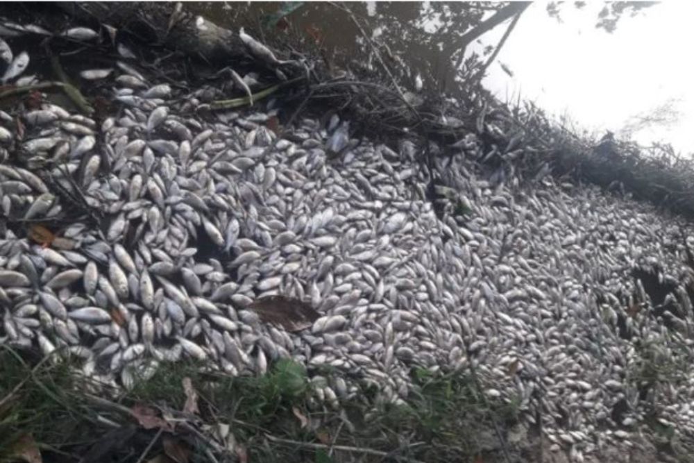 Empresas são multadas em mais de R$ 1 milhão por poluir lago em Manaus Empresas são multadas em mais de R$ 1 milhão por poluir lago em Manaus