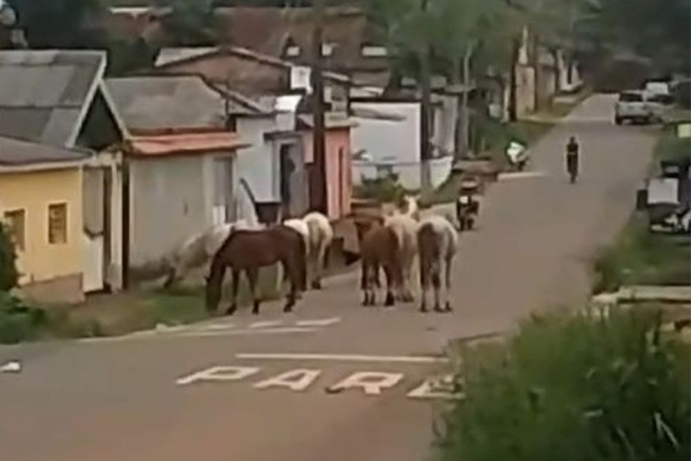 Motociclista fica ferido ap&oacute;s colidir com cavalo solto em avenida de Itacoatiara