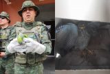 Papagaio e Gavião-carijó são resgatados na zona oeste de Manaus