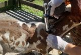 Prazo para vacinação contra brucelose é prorrogado no Amazonas