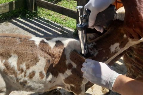 Prazo para vacinação contra brucelose é prorrogado no Amazonas