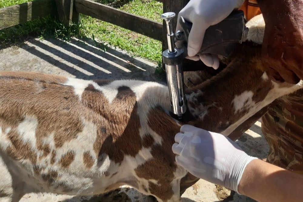 Prazo para vacina&ccedil;&atilde;o contra brucelose &eacute; prorrogado no Amazonas