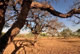 Dia do Meio Ambiente destaca ações de enfrentamento à desertificação