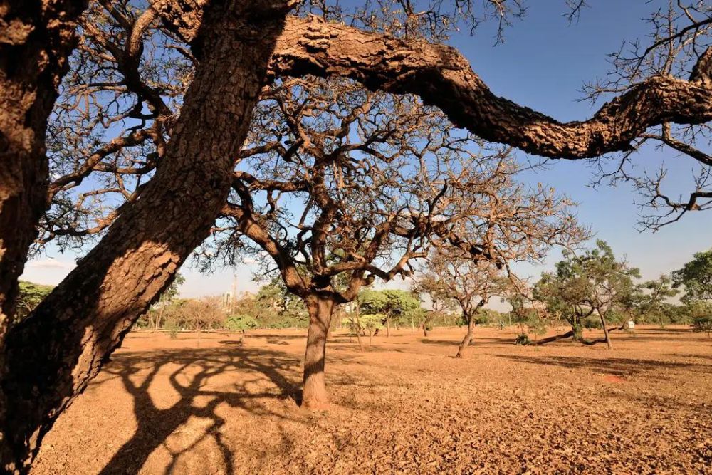 Dia do Meio Ambiente destaca a&ccedil;&otilde;es de enfrentamento &agrave; desertifica&ccedil;&atilde;o