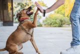 Comissão aprova projeto que inclui no Censo a coleta de dados sobre animais domésticos