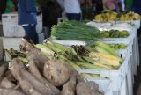 PAA 2024 inicia pagamento de 54 agricultores e movimenta R$ 460 mil na economia de Parintins