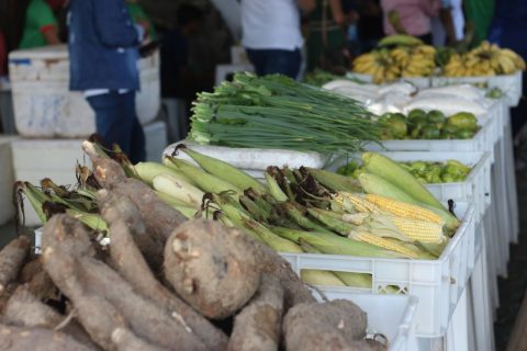 PAA 2024 inicia pagamento de 54 agricultores e movimenta R$ 460 mil na economia de Parintins