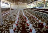 Prazo para atualização cadastral de animais vai até 28 de junho no Amazonas