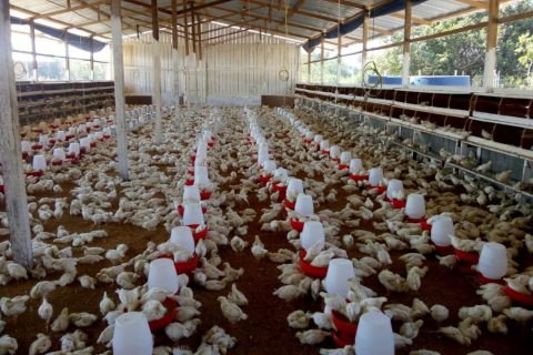 Prazo para atualização cadastral de animais vai até 28 de junho no Amazonas