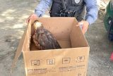 Polícia Militar resgata gavião na rodovia AM-070