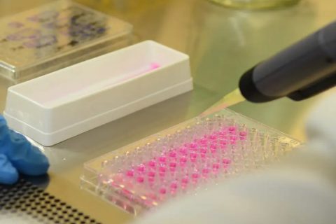 Vírus zika pode voltar a se replicar após recuperação, aponta estudo