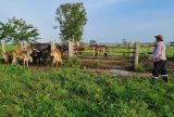 Segunda etapa da campanha de vacinação contra Brucelose no Amazonas inicia nesta segunda-feira (1º)