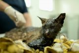 Gato é encontrado com corpo coberto de piche em Manaus
