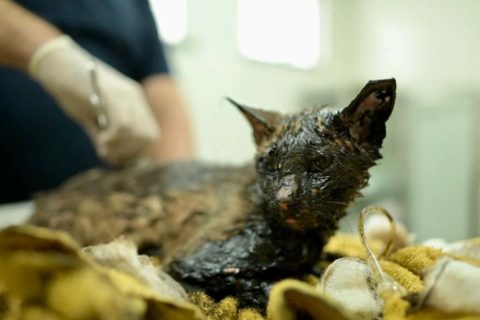 Gato é encontrado com corpo coberto de piche em Manaus