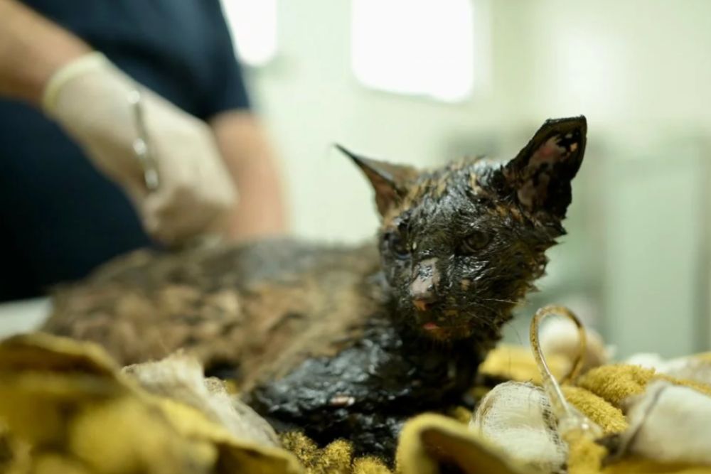 Gato é encontrado com corpo coberto de piche em Manaus Gato é encontrado com corpo coberto de piche em Manaus