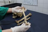 Peritos do Amazonas usam antropologia forense para identificar ossadas humanas