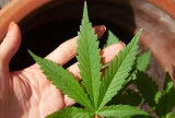 STJ julga recurso e aplica descriminalização do porte de maconha