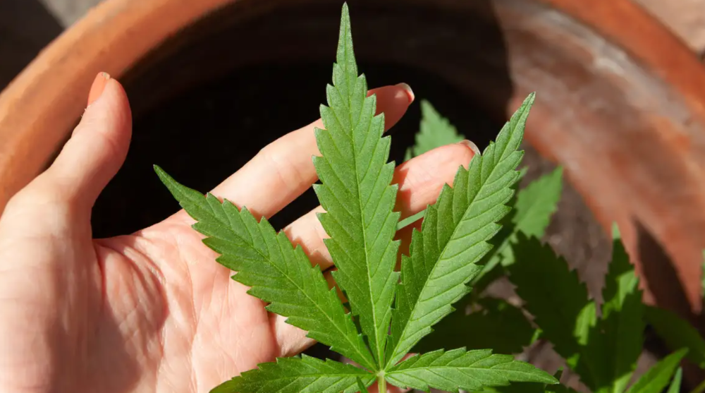 STJ julga recurso e aplica descriminalização do porte de maconha