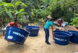 Pesquisa promete multiplicar produção de tambaquis e hortaliças no Amazonas
