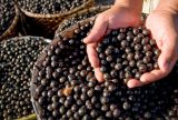 Fundo Amazônia apoia pequenos produtores e extrativistas com R$ 39 milhões