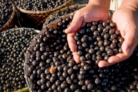 Fundo Amazônia apoia pequenos produtores e extrativistas com R$ 39 milhões