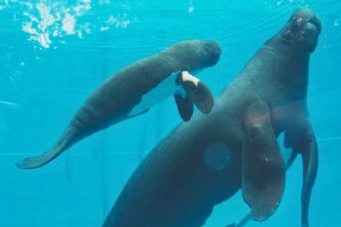 Peixe-boi fêmea mais antiga do Inpa comemora 50 anos de proteção em Manaus