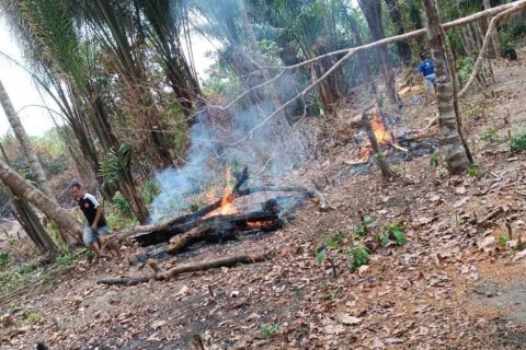 Mais de 1.400 focos de queimadas são registrados no Amazonas
