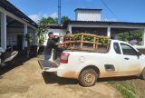 Mais de 2,5 mil mudas de castanha são distribuídas para agricultores familiares de Beruri