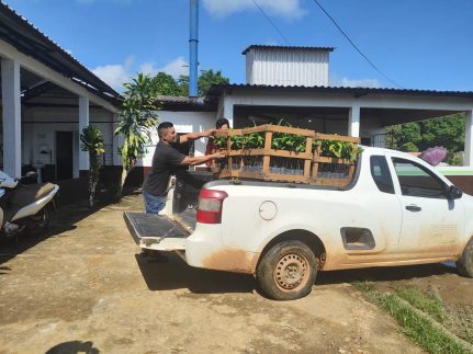 Mais de 2,5 mil mudas de castanha são distribuídas para agricultores familiares de Beruri