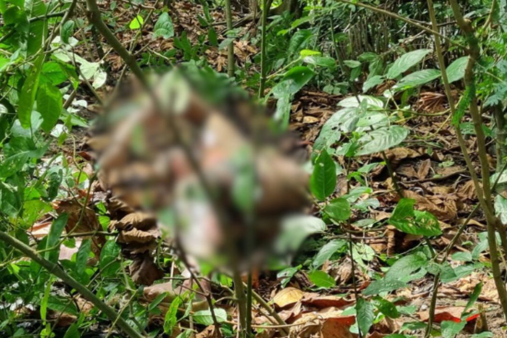 Corpo em decomposi&ccedil;&atilde;o &eacute; encontrado &agrave;s margens de igarap&eacute; na Efig&ecirc;nio Salles